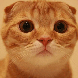 安卓instagram安装包